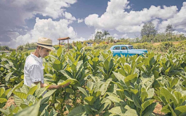 Plantation de tabac à Cuba pour les cigares cubains